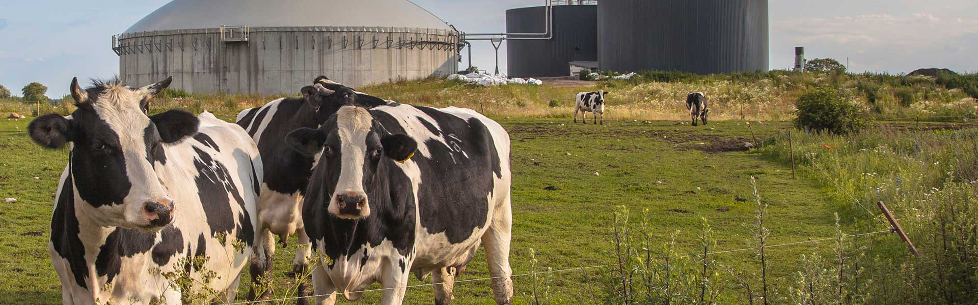 Digester with cows