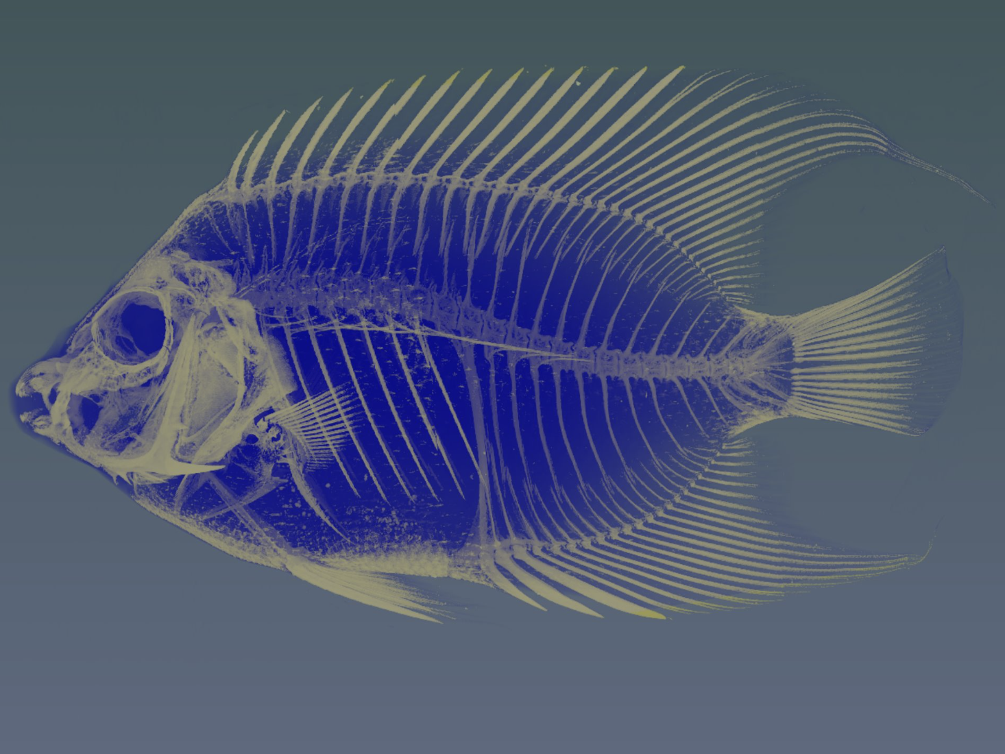 Scan of a Carribean Queen Angel Fish (Holacanthus ciliaris). The fish was scanned on the GE v|tome|xL 300 nano/microCT at 55.5 µm.​ Credit: Penn State. All Rights Reserved.